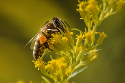 Pyłek pszczeli najpiękniejszy dar od Natury